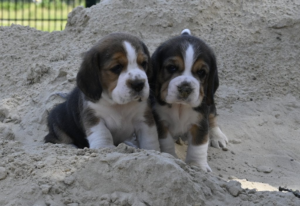 Ondeugende Beagle pups met stamboom !, Dieren en Toebehoren, Honden | Beagles, Bassets en Lopende honden, Parvo, Beagle, 8 tot 15 weken