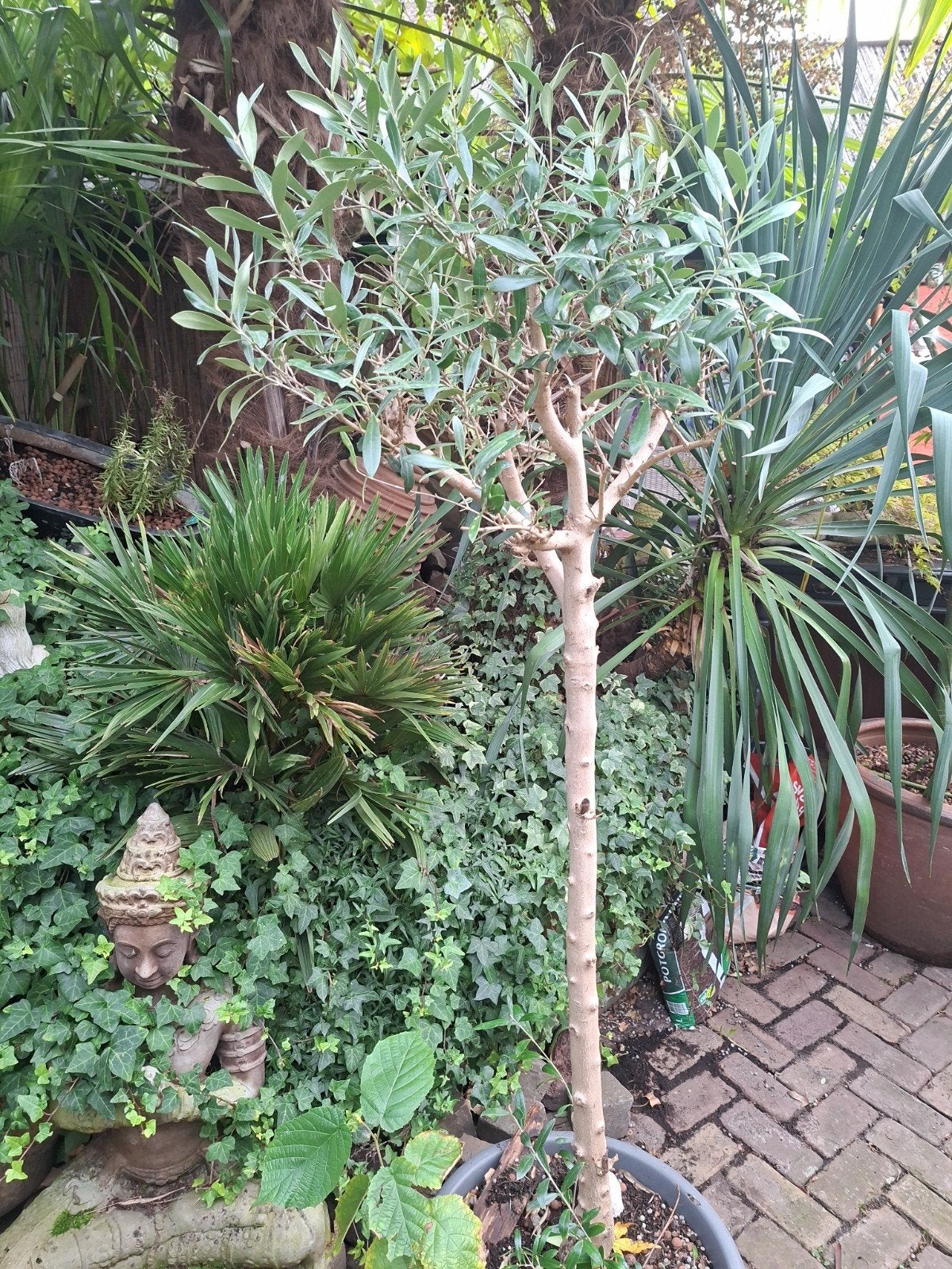 Olijfboom in pot, Bloeit niet, Ophalen of Verzenden, 100 tot 250 cm, Olijfboom