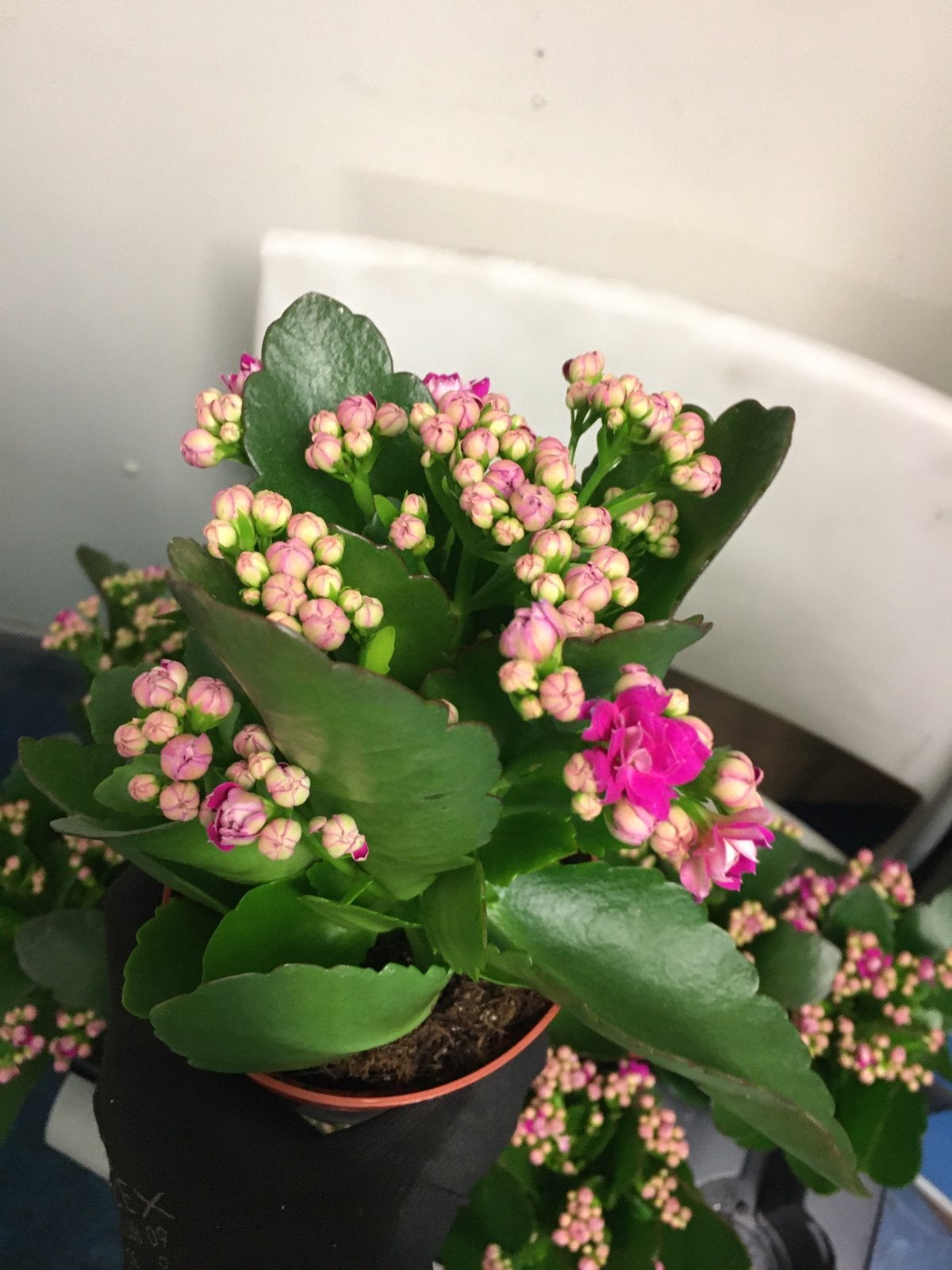 Kalanchoe vers van de veiling 40x, Ophalen, Halfschaduw, Minder dan 100 cm