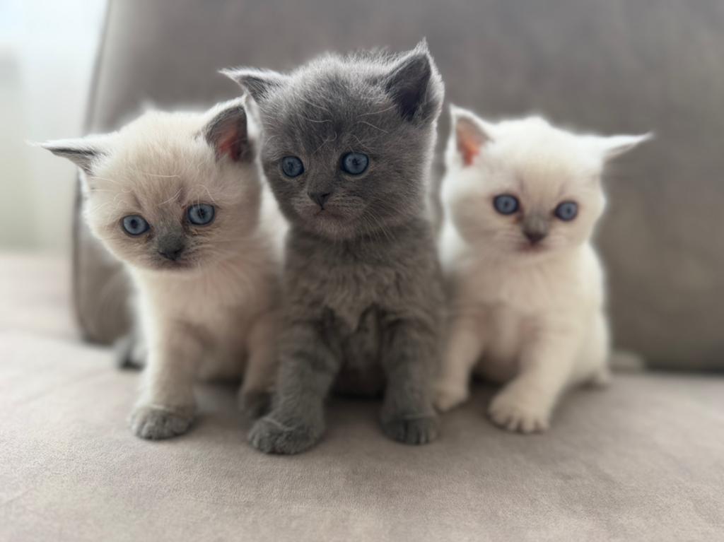 Britse korthaar kittens, Dieren en Toebehoren, Katten en Kittens | Raskatten | Korthaar, Geslacht onbekend, Ontwormd