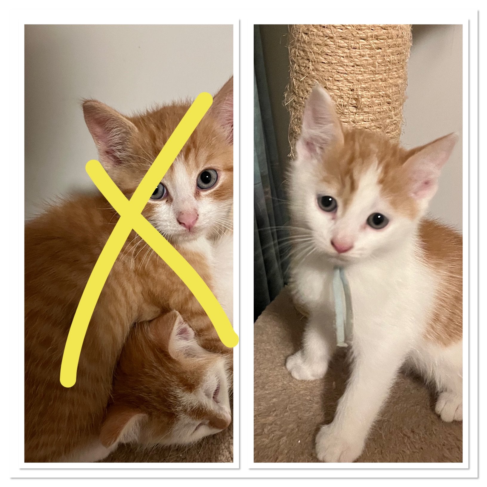 Lieve speelse kittens., Dieren en Toebehoren, Meerdere dieren