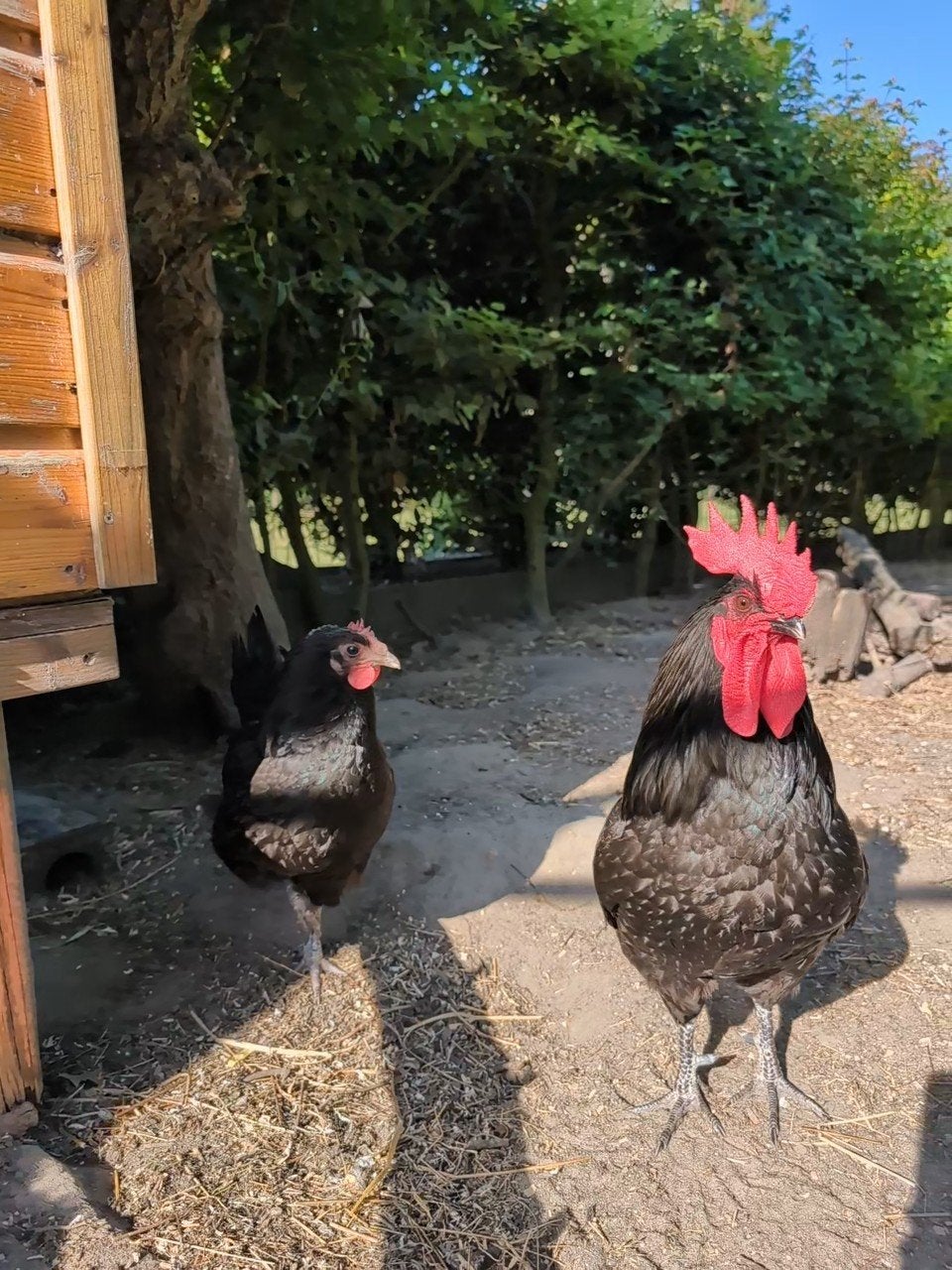 2 kuikens/jonge kippen Mergellandhoen/Hervehoen, Meerdere dieren, Kip