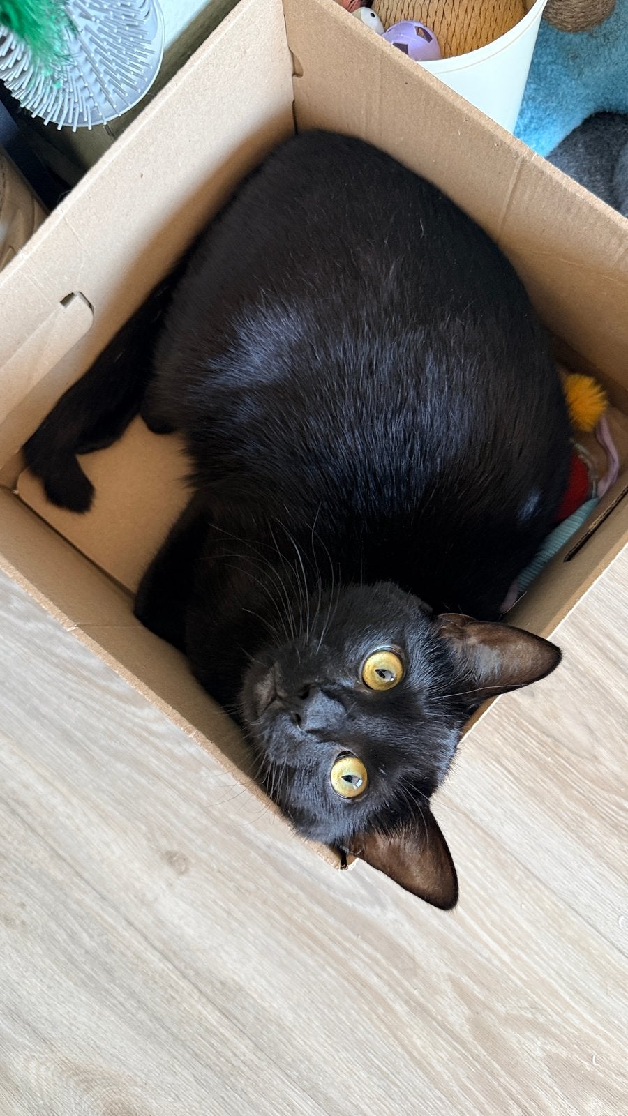 Kater te koop, Dieren en Toebehoren, Kater