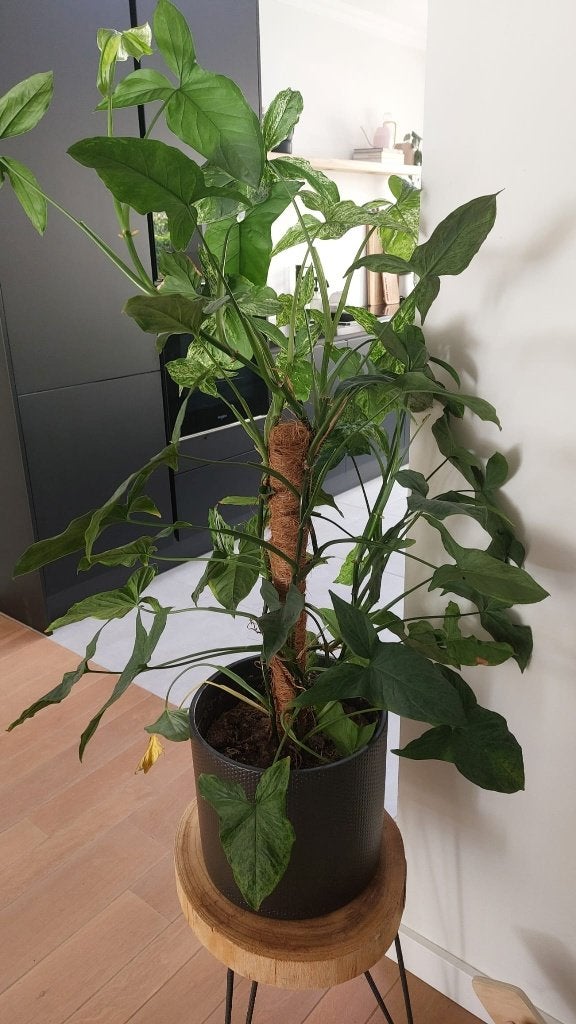 syngonium albo variegata, Ophalen, 100 tot 150 cm, Overige soorten, Halfschaduw