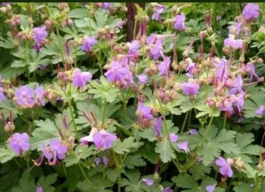 Ooievaarsbek ( geranium), Tuin en Terras, Planten | Tuinplanten, Ophalen of Verzenden