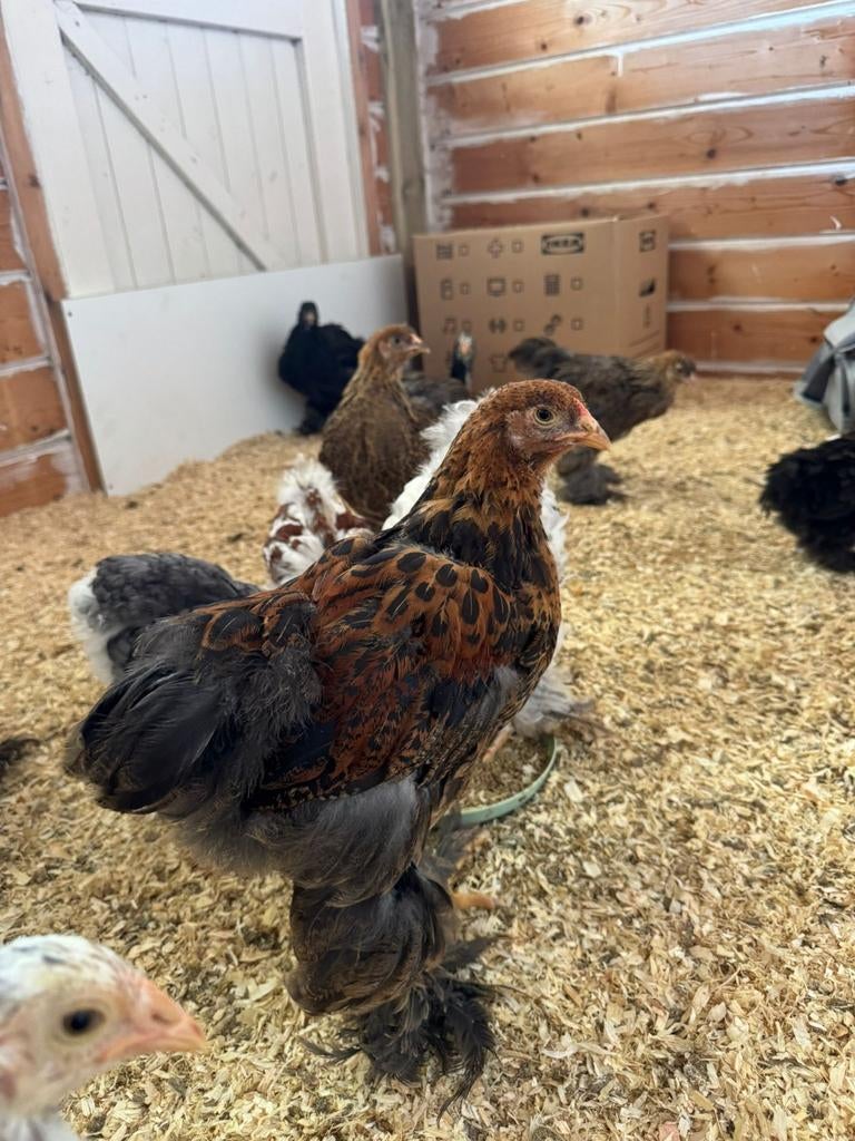 Mooie jonge Brahma meerzomig patrijs haan, Dieren en Toebehoren, Mannelijk, Kip