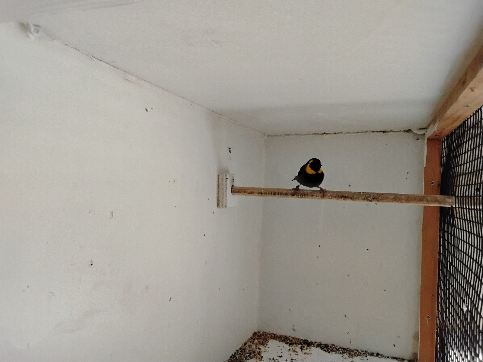 cuba vink, Dieren en Toebehoren, Mannelijk, Tropenvogel, Geringd