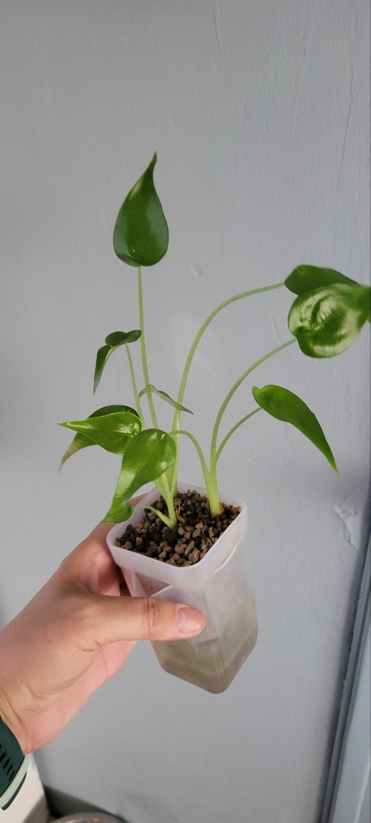 Alocasia Cucullata - 3 plantjes in zelfwaterende pot, Ophalen of Verzenden
