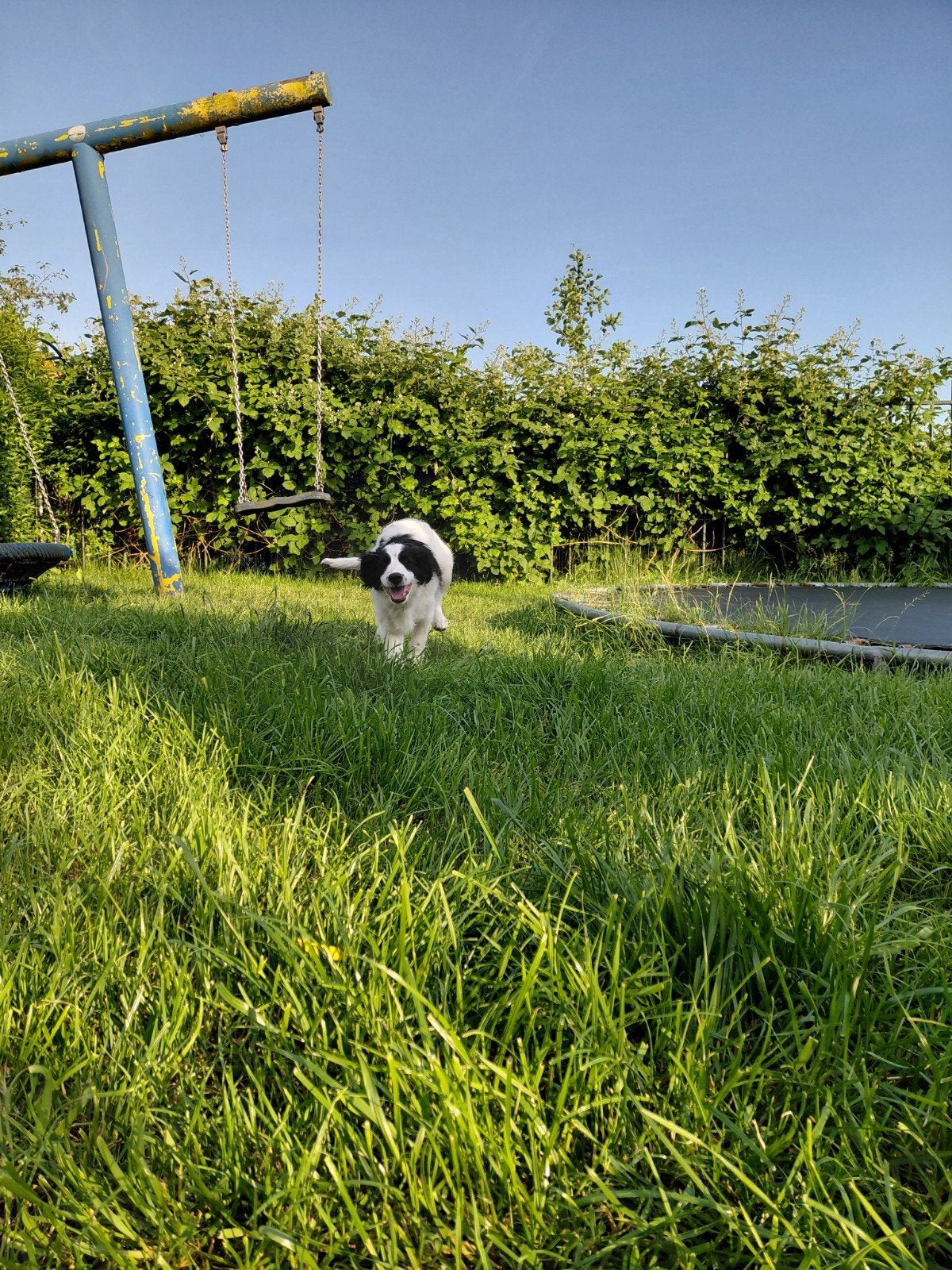 Leuke, lieve friese stabij x kooiker reutje, Parvo, 8 tot 15 weken, Eén hond, Nederland