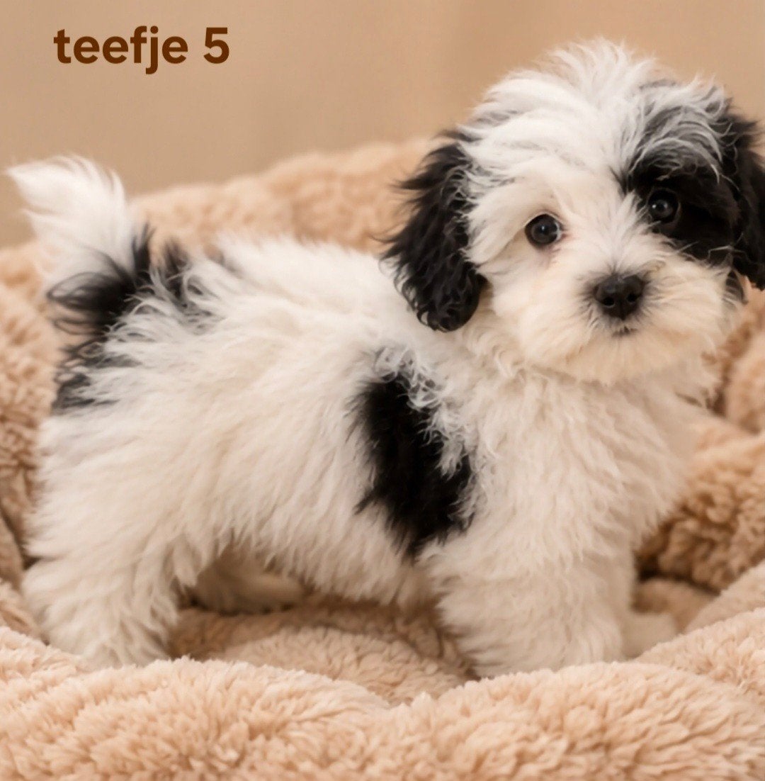 super speelse boomer pups. Maltezer x shih tzu, Overige rassen, 8 tot 15 weken, CDV (hondenziekte), Meerdere