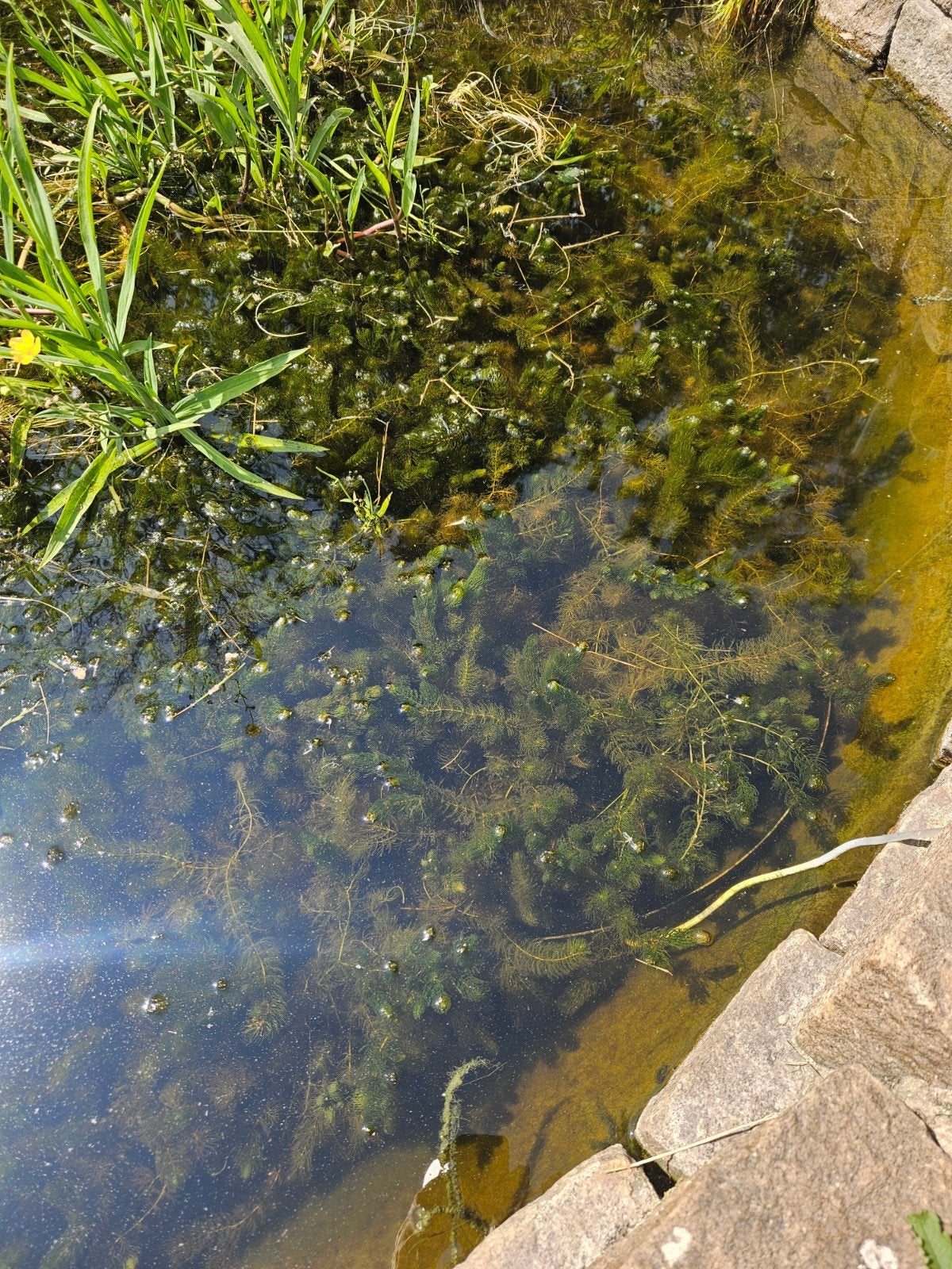 Hoornblad, Tuin en Terras, Ophalen