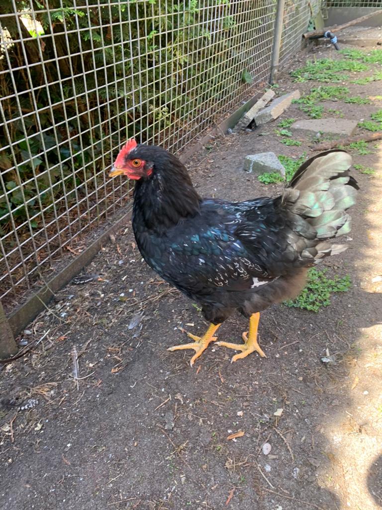 Zilver-wit dubbelgezoomde Barnevelder haan, Dieren en Toebehoren, Pluimvee, Mannelijk, Kip