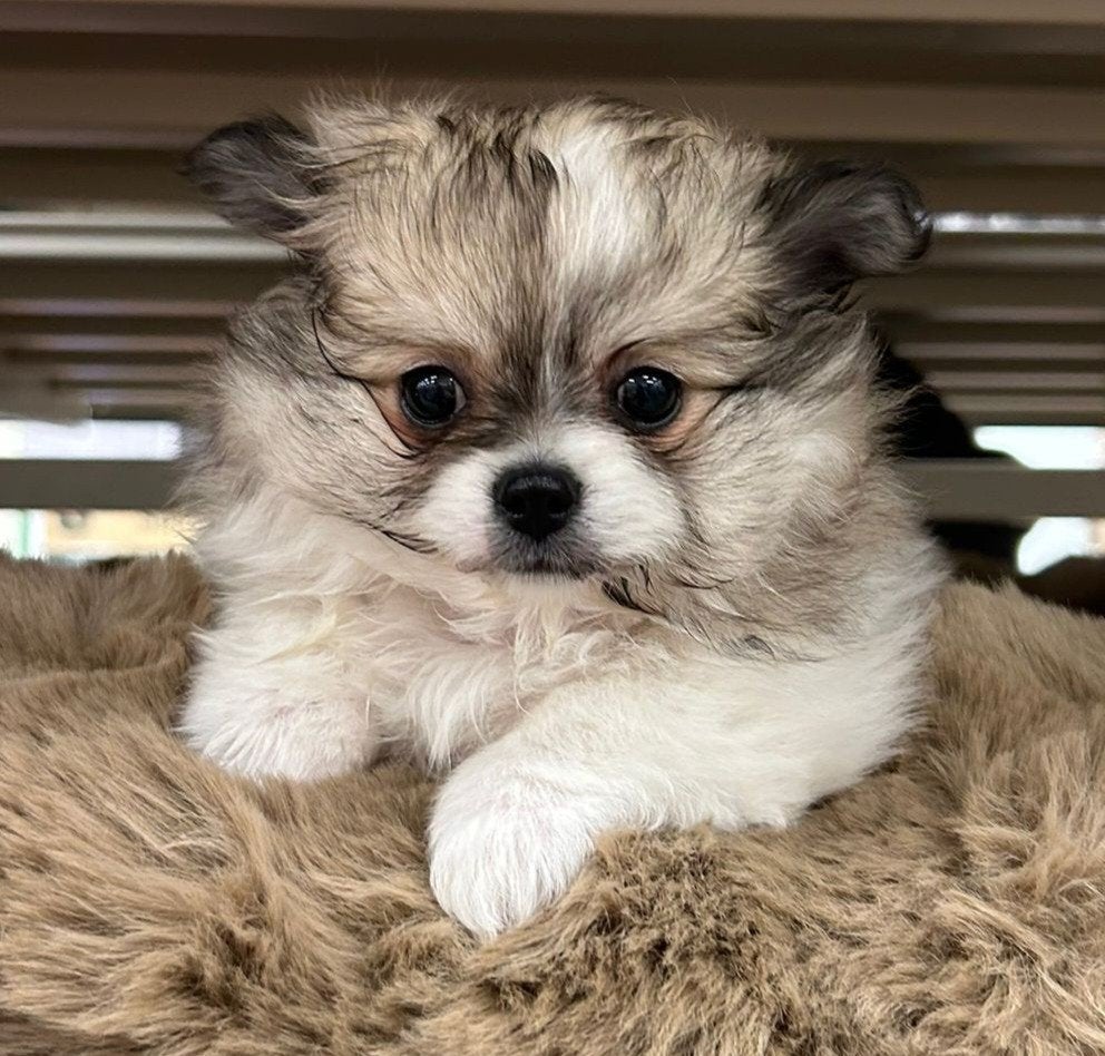 Prachtig Pomchi reutje, Dieren en Toebehoren, Honden | Chihuahua's en Gezelschapshonden, Eén hond, Nederland, Fokker | Hobbymatig