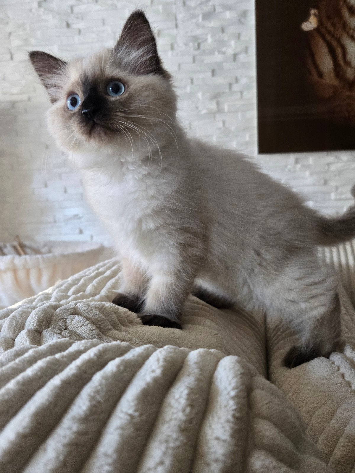 Ragdoll kittens langharig, Poes, Gechipt, 0 tot 2 jaar