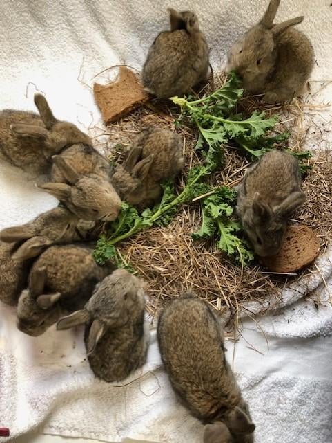 konijntjes vlaamse reus, Meerdere dieren, Groot, 0 tot 2 jaar