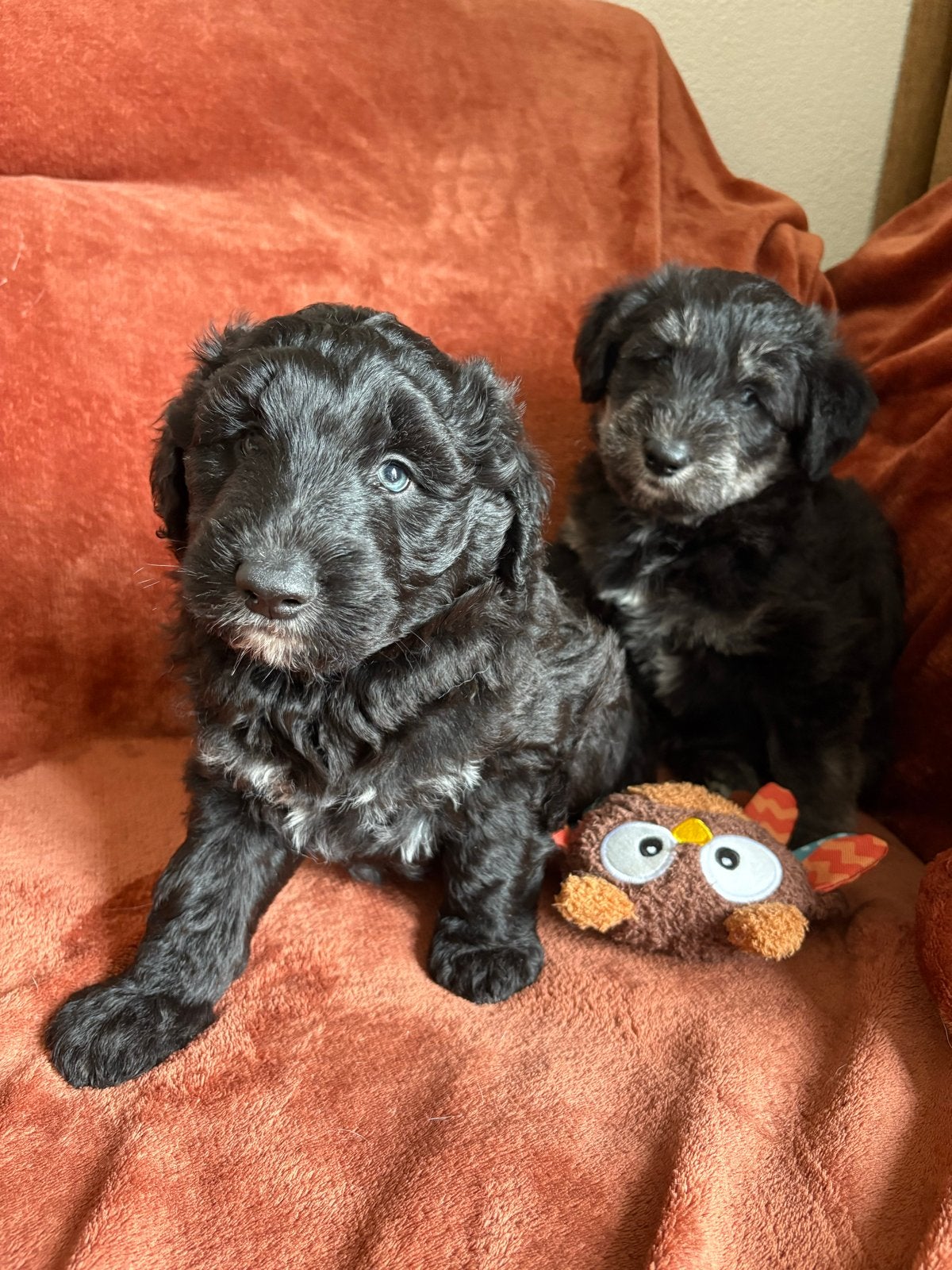 Twee pups met doodle look (kruising met pomsky), Dieren en Toebehoren, Reu, 8 tot 15 weken, Parvo, Meerdere