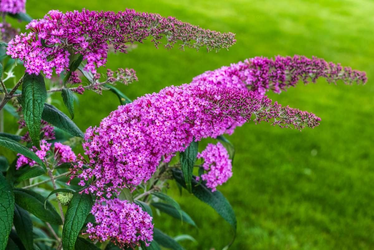Prachtige Vlinderstruik - Trekt vlinders aan!, Ophalen, Vlinderstruik, Struik, 100 tot 250 cm