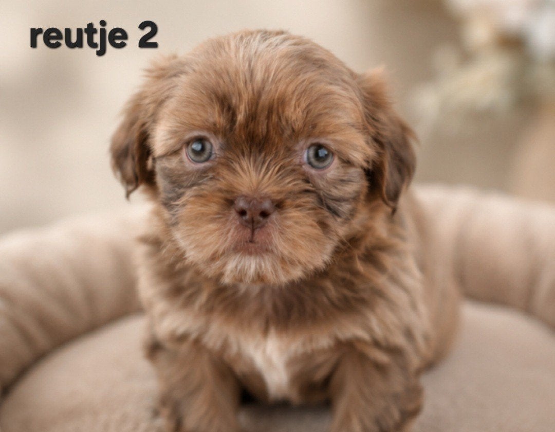 Super mooie gezonde boomer pups. Maltezer maal shih tzu, Parvo, Overige rassen, 8 tot 15 weken, Meerdere
