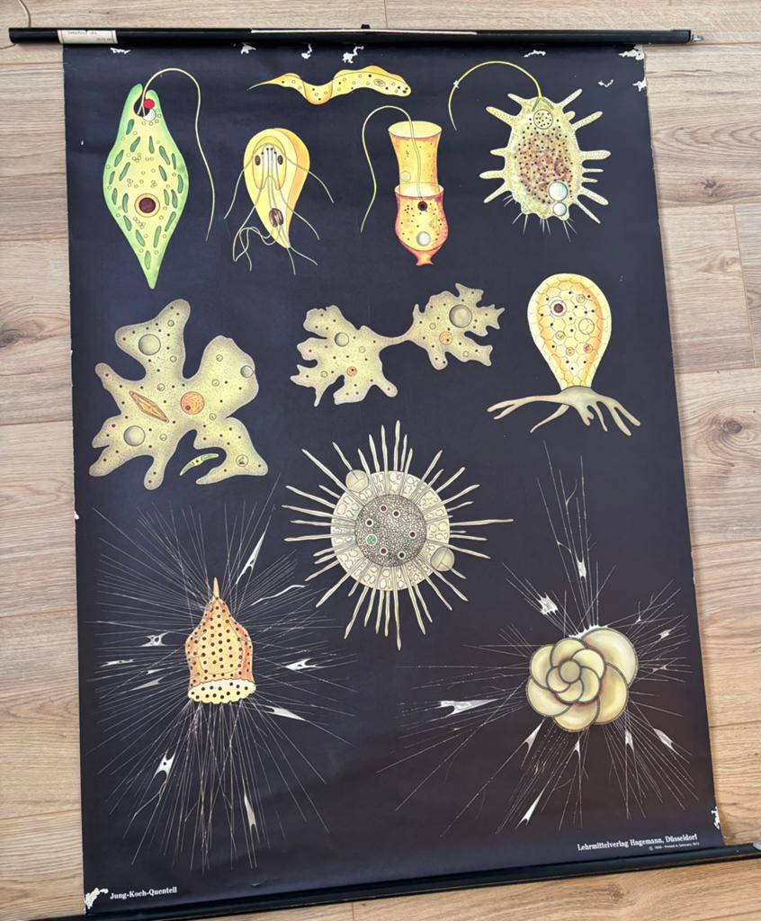 Oude schoolposter, Antiek en Kunst, Antiek | Schoolplaten, Ophalen
