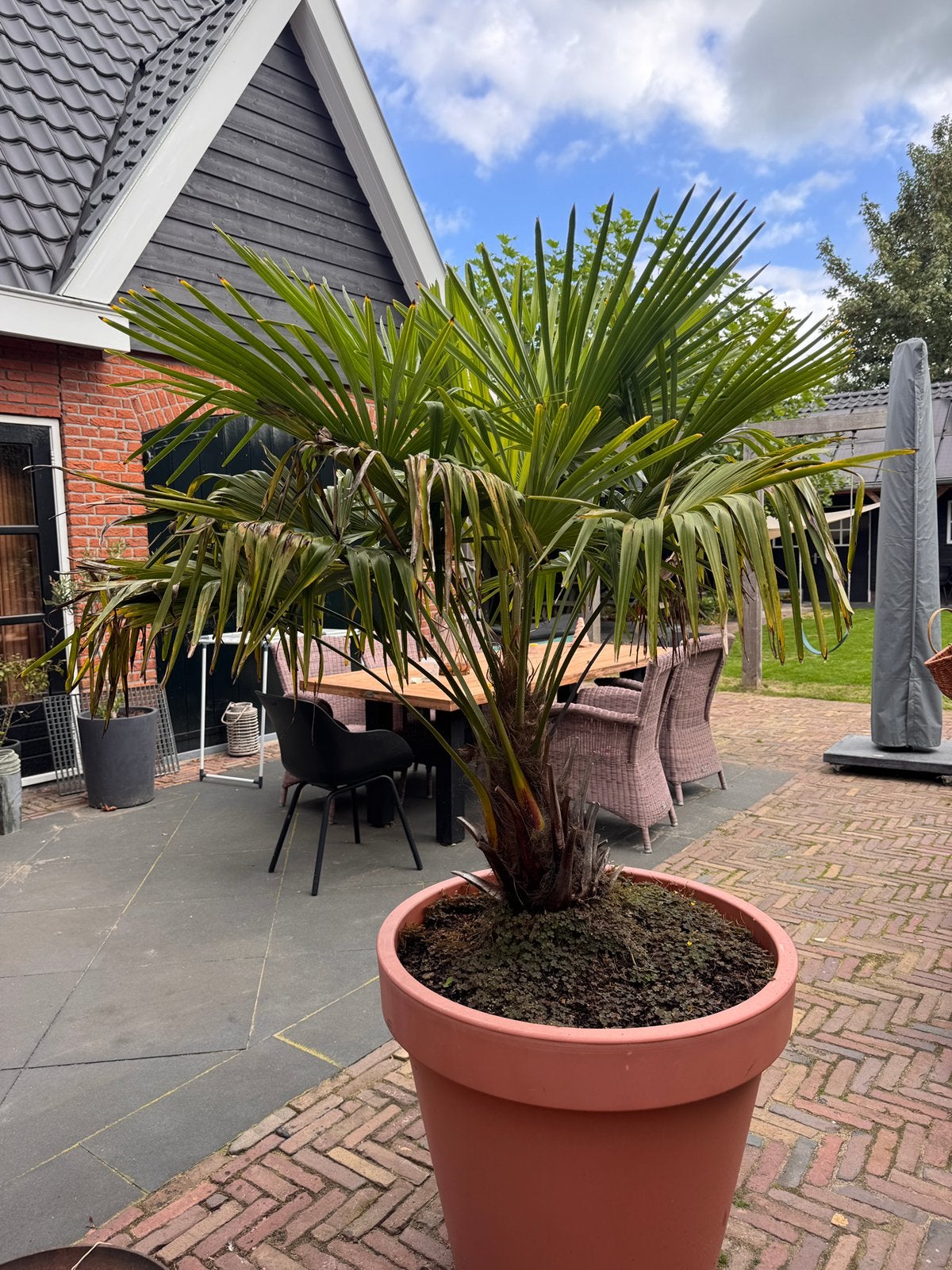 Palm plant, winterharde Chinese waaierpalm, Tuin en Terras, 100 tot 250 cm, Zomer, Palmboom, Ophalen