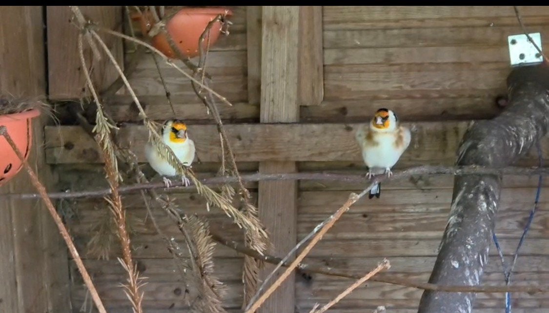 Major Putter, Dieren en Toebehoren, Mannelijk, Wildzangvogel, Geringd