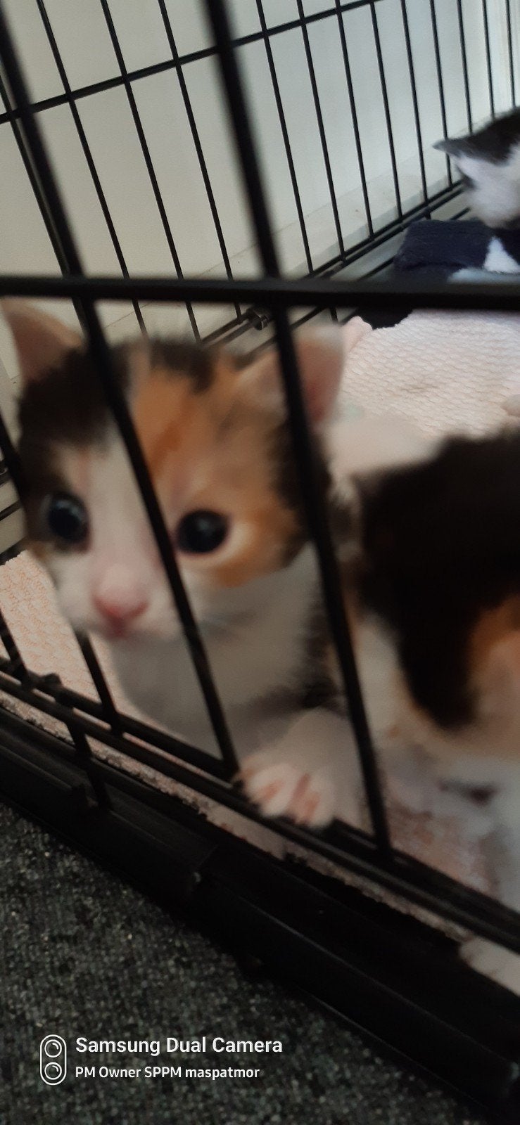 Kittens te koop, Dieren en Toebehoren, Ophalen, Nieuw, 110 cm of meer, Minder dan 65 cm