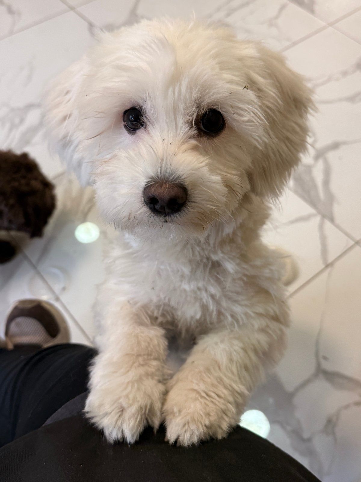 Hondje te koop, Overige rassen, 1 tot 2 jaar, Teef, Eén hond