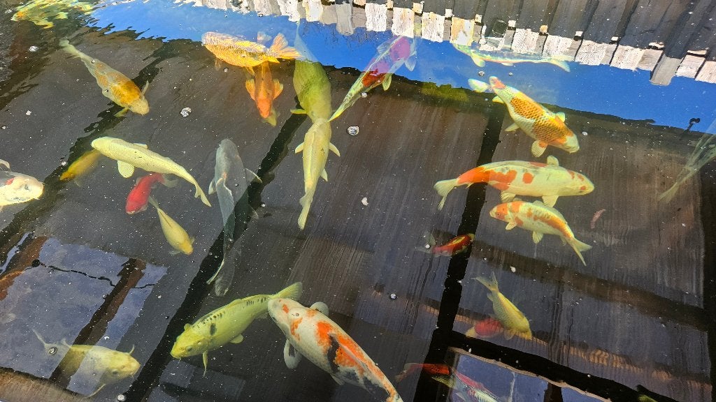 rond 20 Koi te koop wegens verhuizing, Dieren en Toebehoren, Karper of Koi