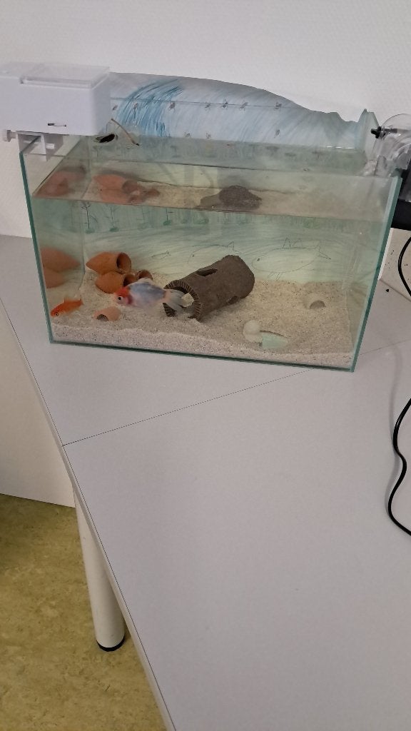 Goudvissen, Dieren en Toebehoren, Goudvis(sen)