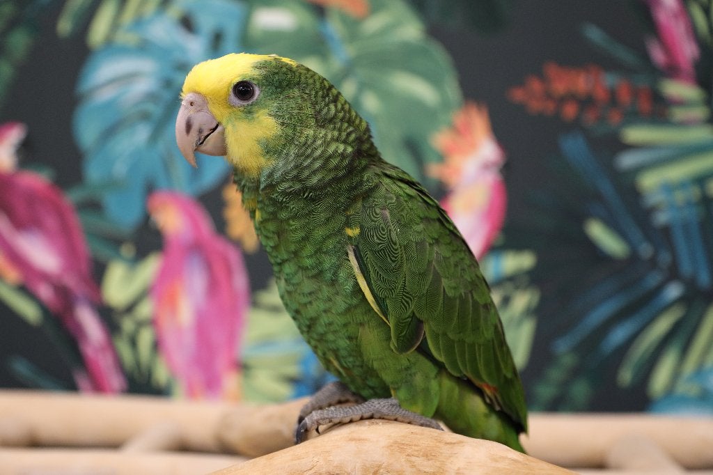 Jonge Baby Dubbelgeelkop Amazones | Handtam | Nieuwsgierig, Meerdere dieren, Papegaai, Pratend