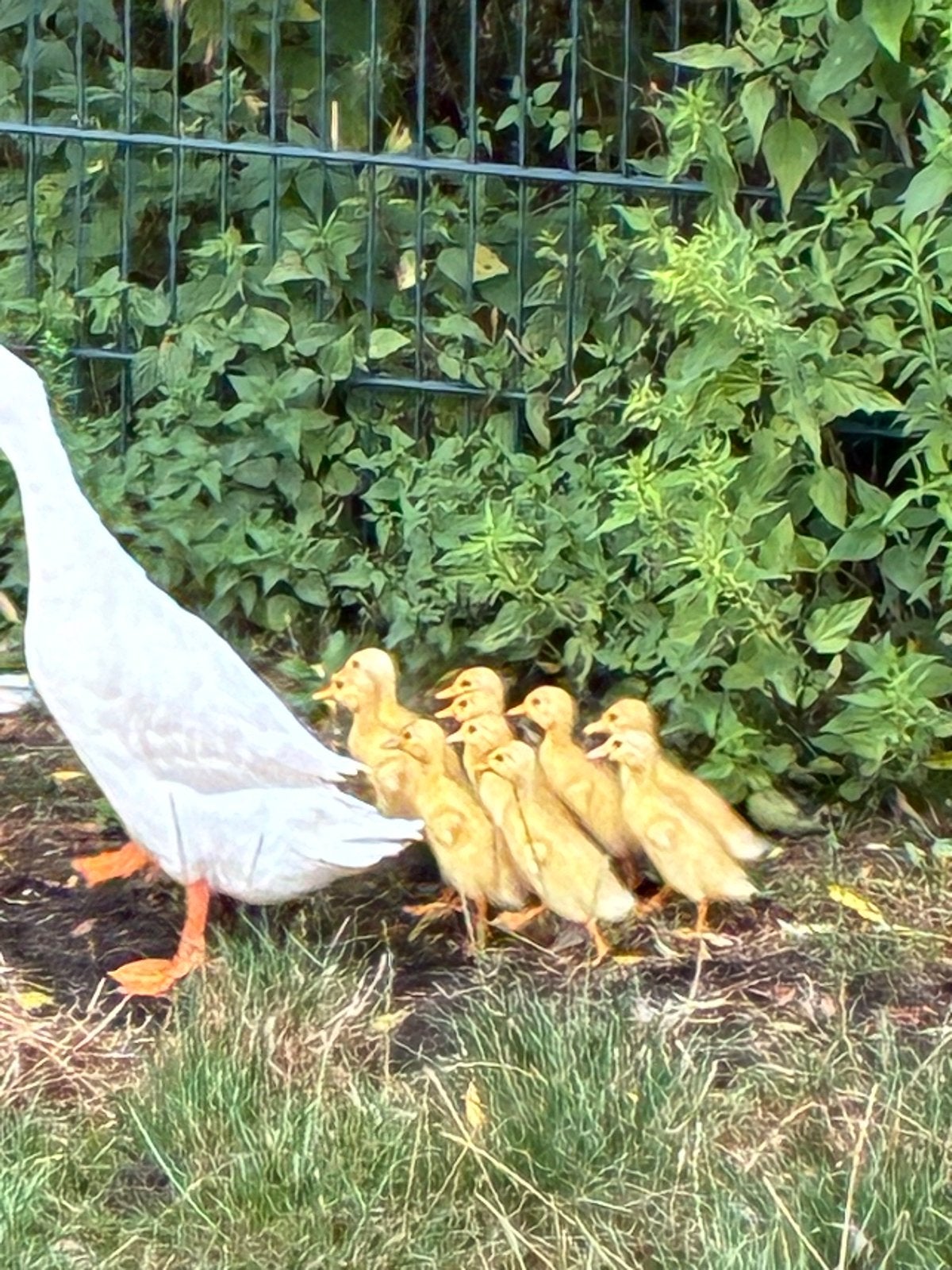 loopeendjes, Dieren en Toebehoren, Geslacht onbekend, Eend