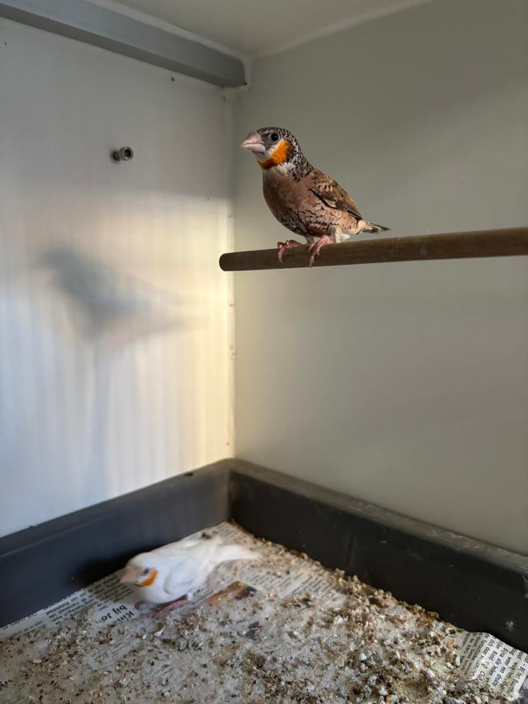 Geelband mannen INO en Wildkleur split INO 2025 ongeringd, Dieren en Toebehoren, Vogels | Overige Vogels, Mannelijk