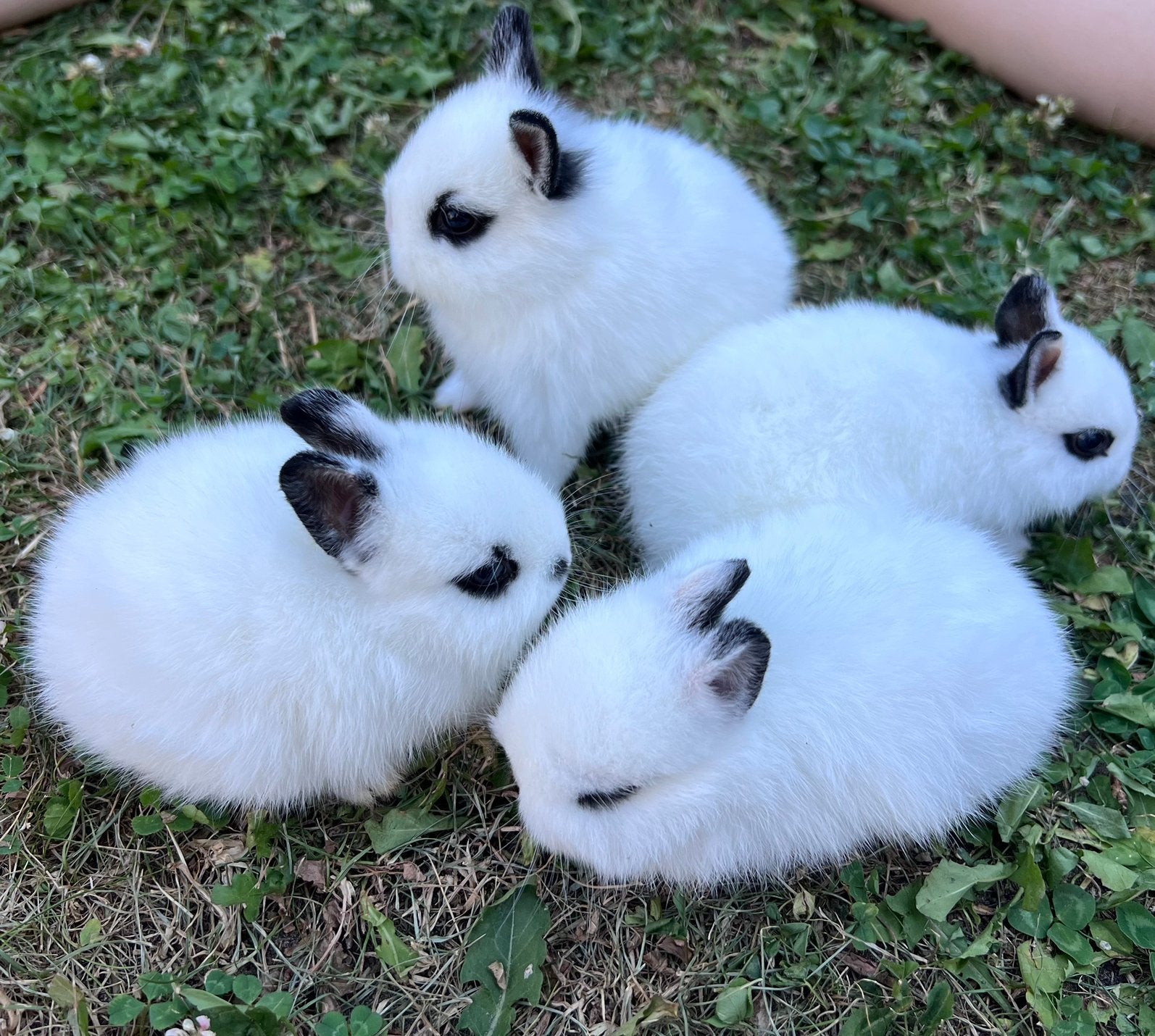 Jonge kleurdwergen tam, Dieren en Toebehoren, Konijnen, Meerdere dieren, Dwerg, 0 tot 2 jaar