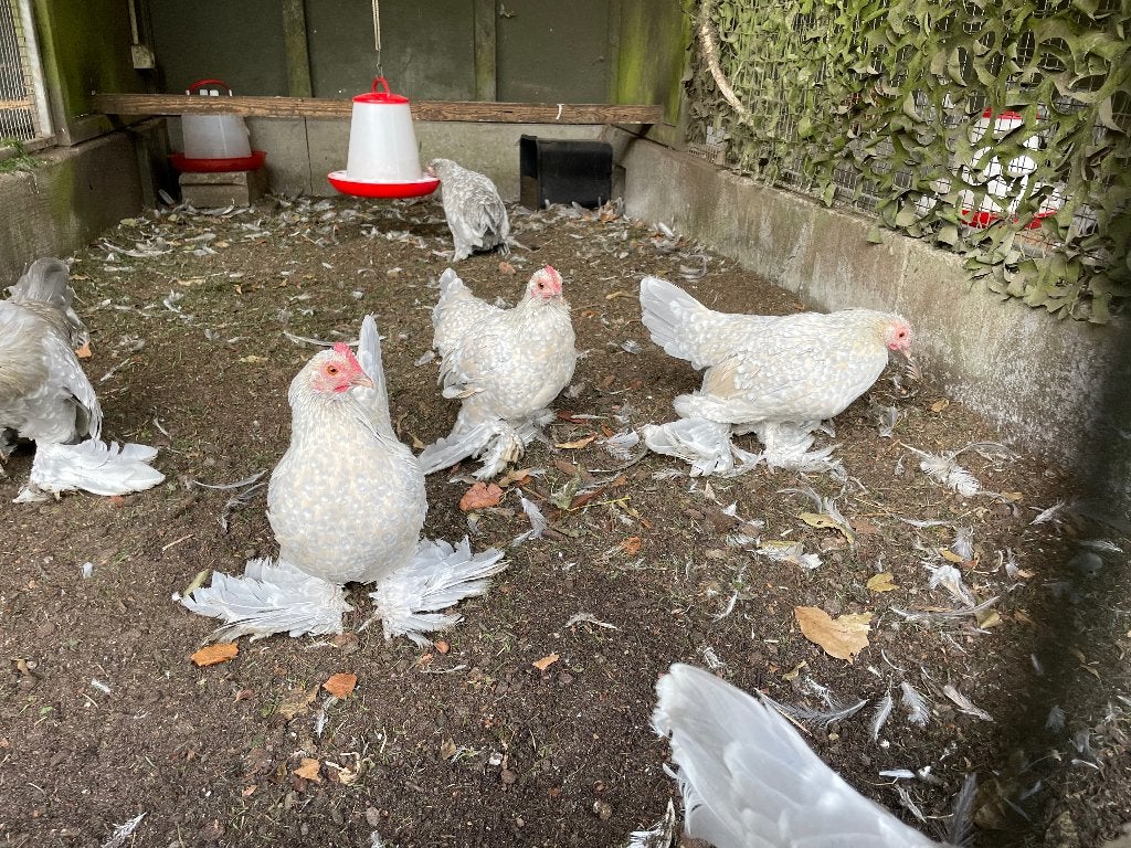 Sabelpootkriel, Meerdere dieren, Kip