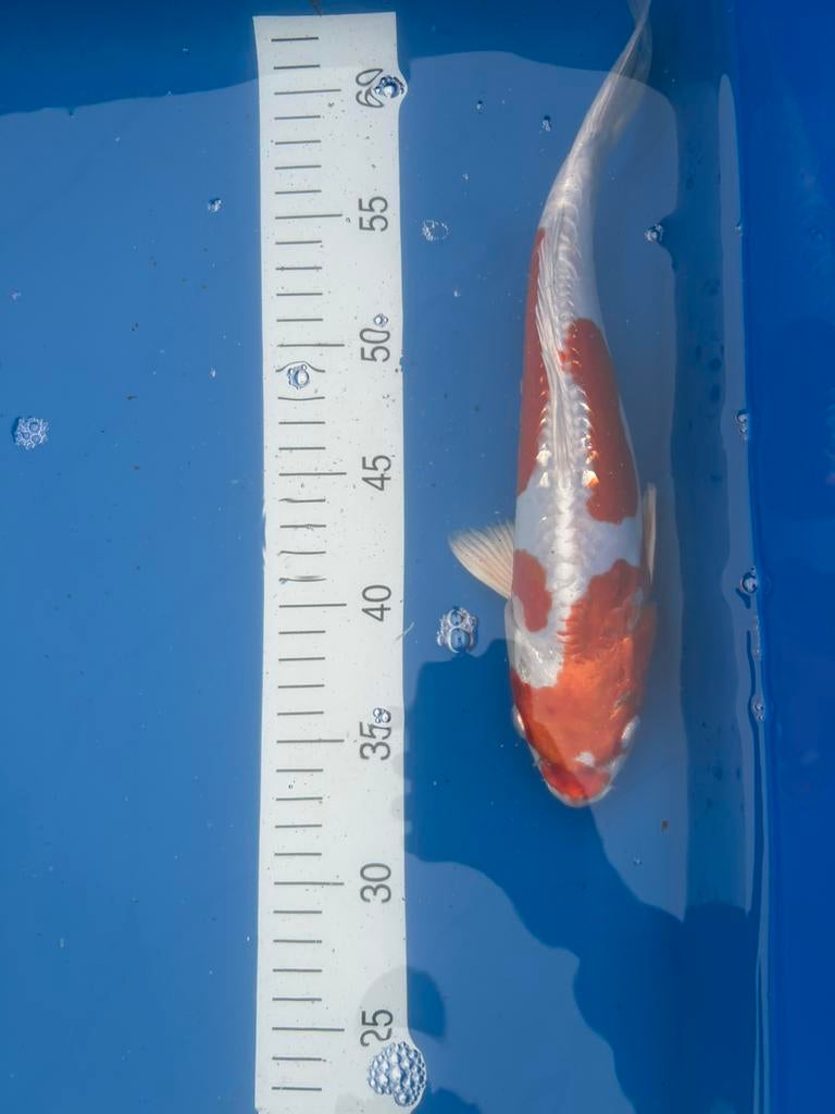 Doitsu kikusui 28cm, Dieren en Toebehoren, Vissen | Vijvervissen, Karper of Koi