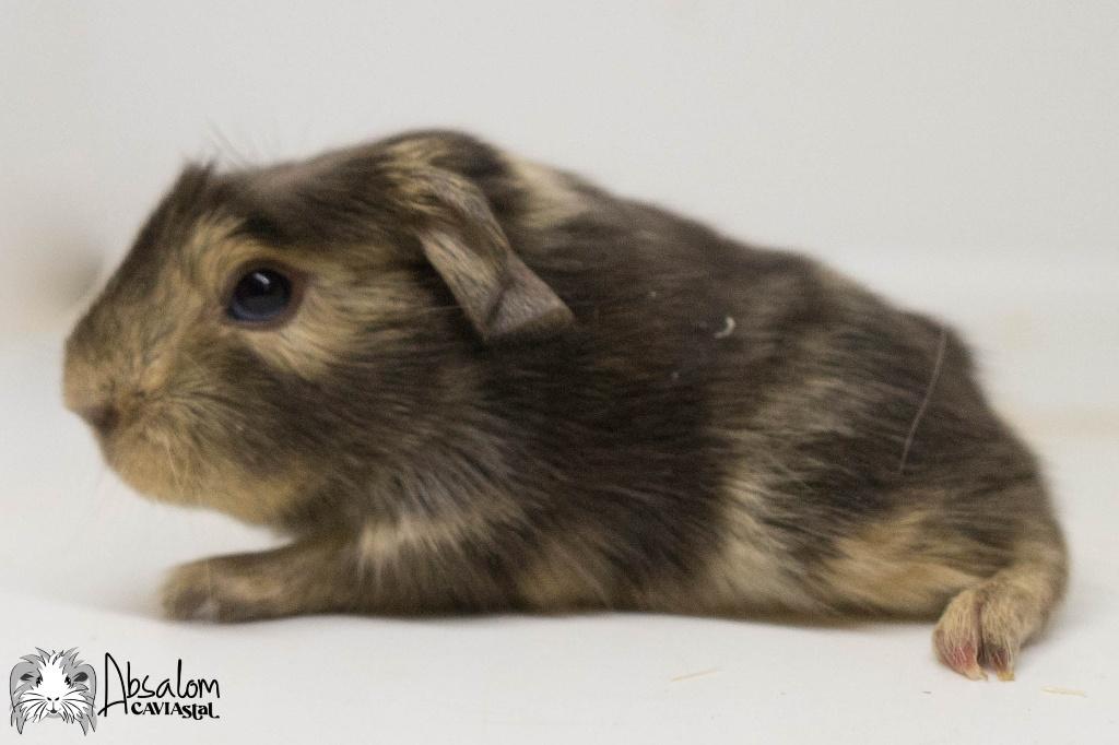 Choco otter creme witte coronet cavia, Dieren en Toebehoren, Knaagdieren, Mannelijk, Cavia, Mei, Tam