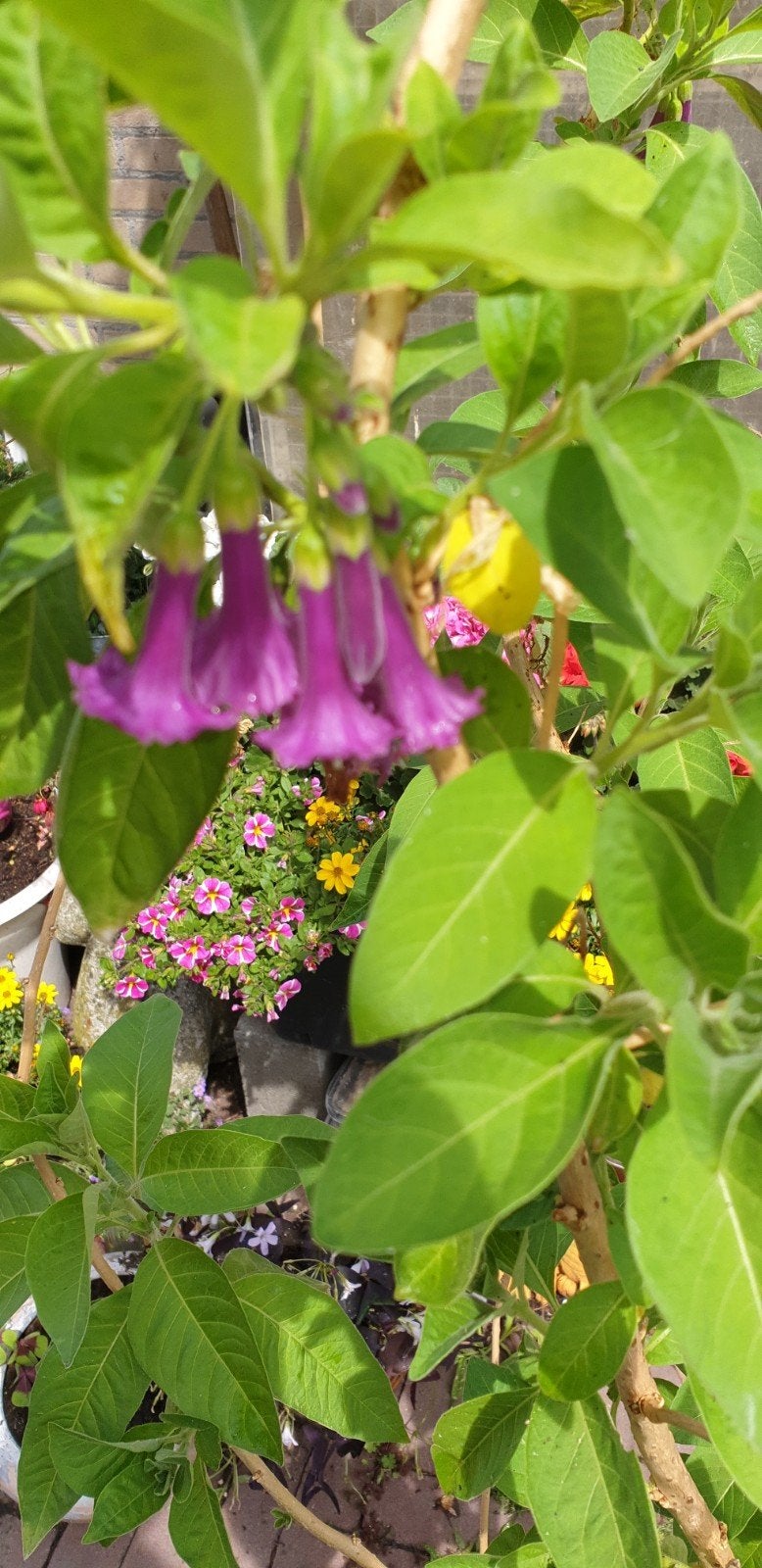 IOCHROMA, Ophalen, Volle zon