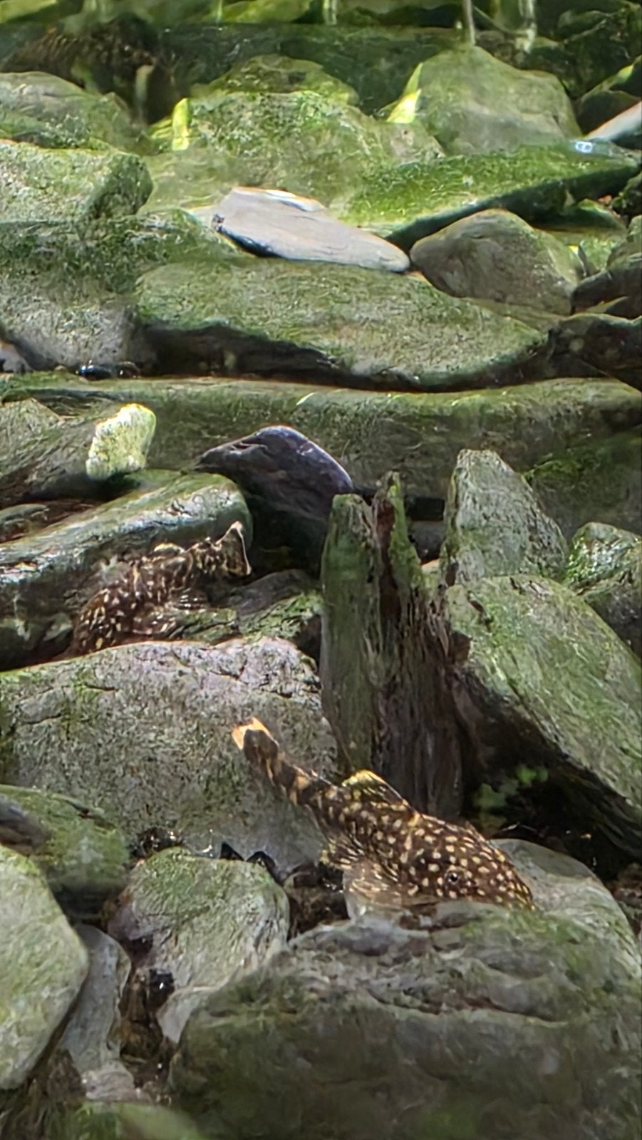 Jonge algeneters, Dieren en Toebehoren, Vissen | Aquariumvissen, Overige typen, Zoetwatervis
