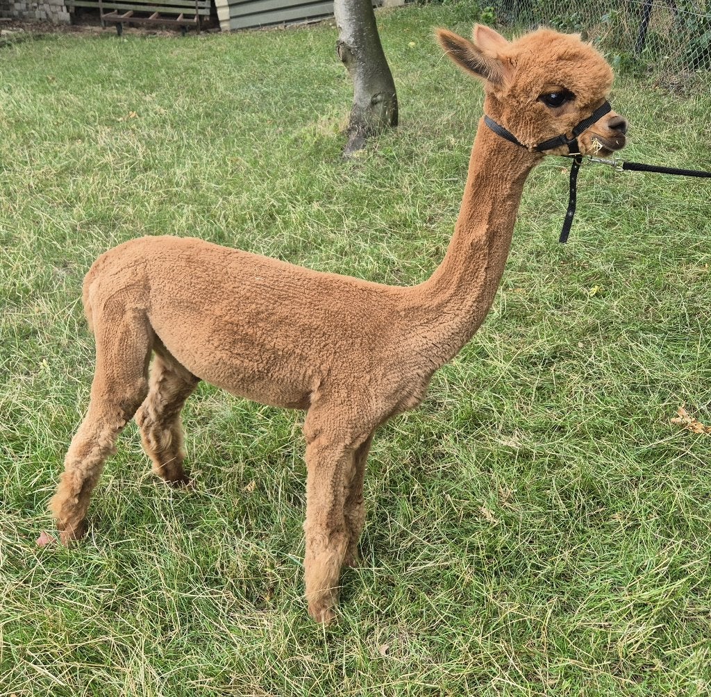 1 Alpaca Merrieveulen te koop, Dieren en Toebehoren, Overige Dieren, Juli, Vrouwelijk