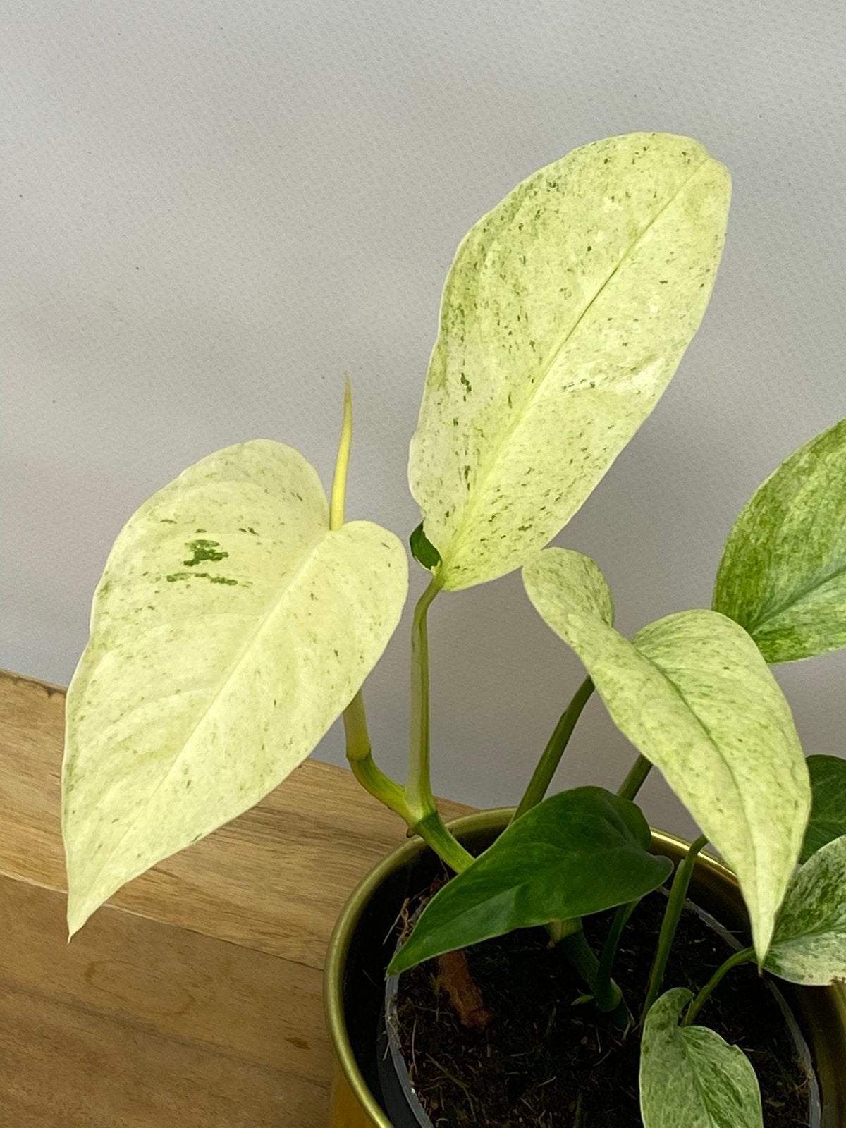 Monstera Laniata Mint Variegata, Ophalen of Verzenden, Halfschaduw, Minder dan 100 cm