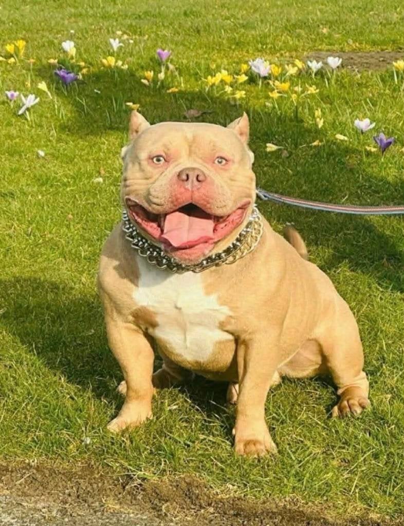 Pocket Bully, Particulier, Buitenland, Parvo, Eén hond