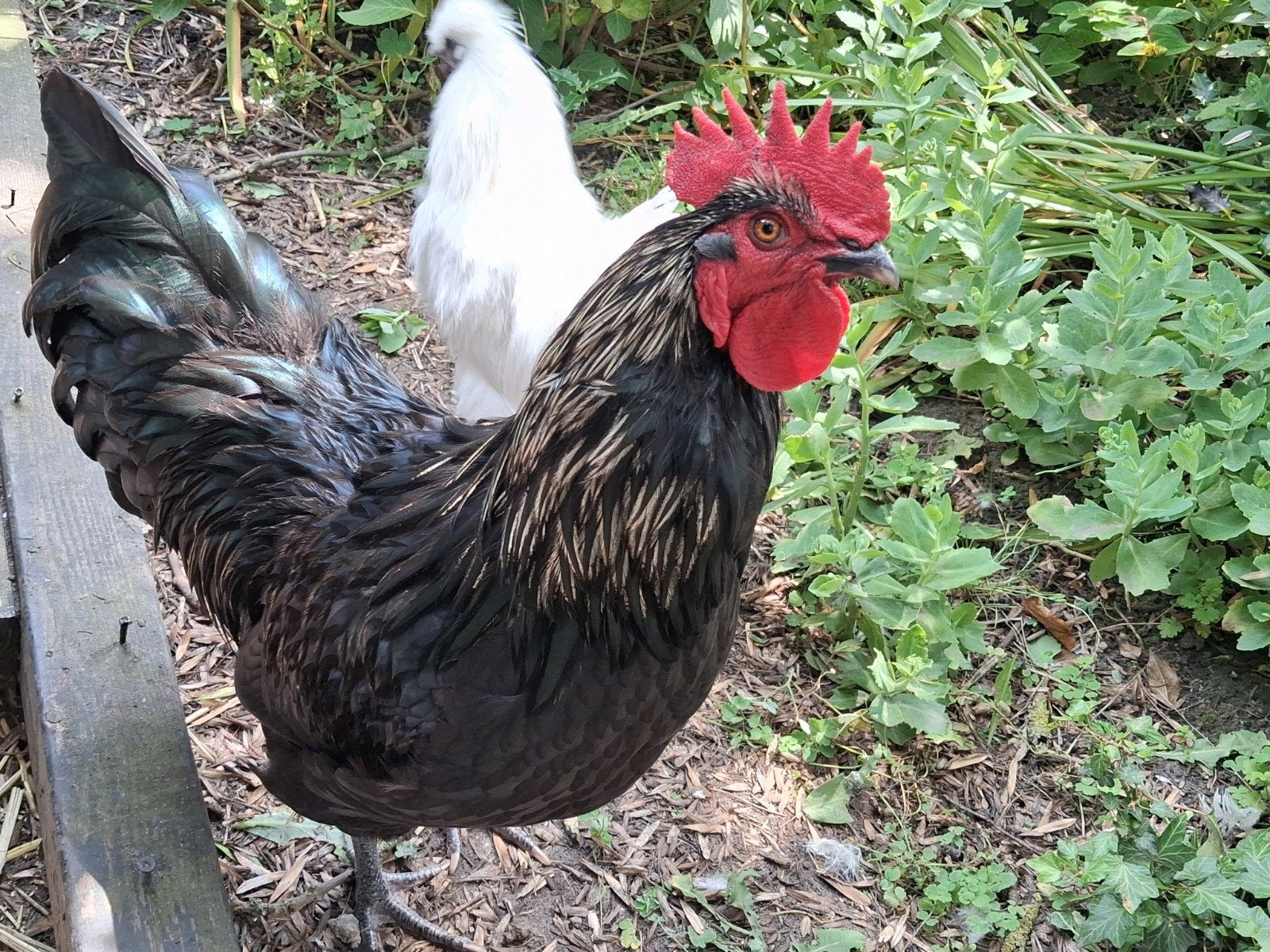 Australorp haan gratis, Dieren en Toebehoren, Pluimvee, Mannelijk, Kip