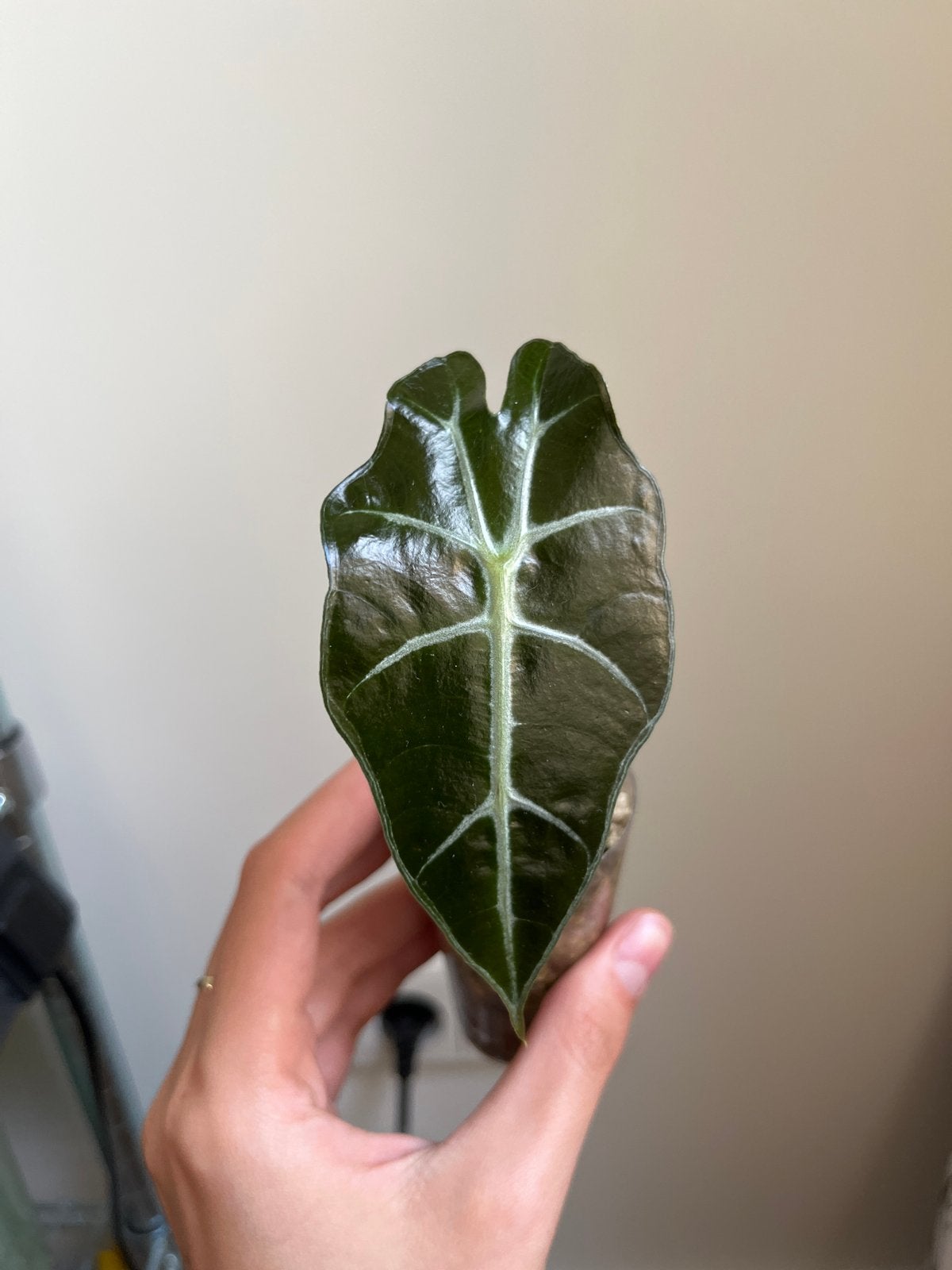 Alocasia Polly babyplantje, Tuin en Terras, Planten | Tuinplanten, Vaste plant, Bloeit niet, Halfschaduw, Ophalen