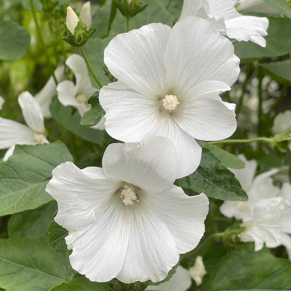 Zaden kaasjeskruid wit (Bekermalva /Lavatera trimestris), Ophalen of Verzenden, Voorjaar, Volle zon, Zaad