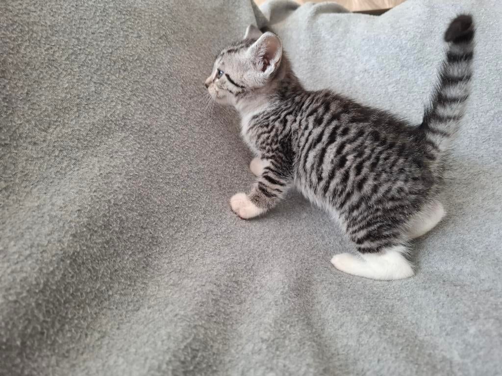 Snow bengaal x Britse korthaar super sociale, Dieren en Toebehoren, Katten en Kittens | Raskatten | Korthaar, Kater, 0 tot 2 jaar