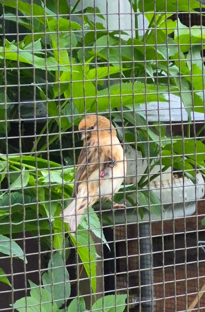 BARMSIJS - man, Dieren en Toebehoren, Mannelijk, Wildzangvogel, Geringd