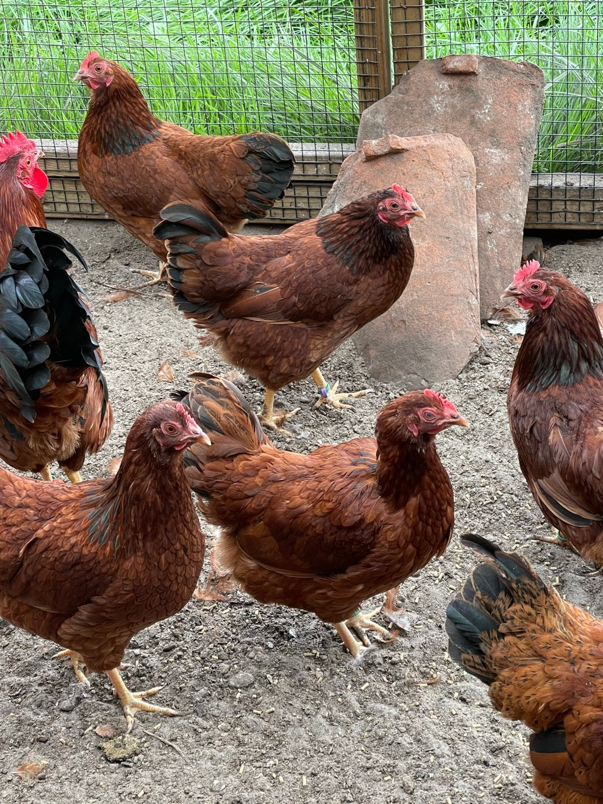 Barnevelder kriel mahonie, Dieren en Toebehoren, Vrouwelijk, Kip