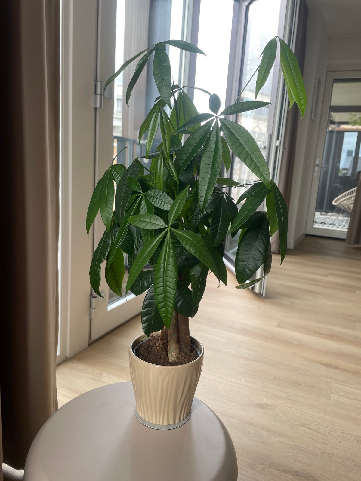 Pachira Aquatica - plant  in pot, Ophalen, 100 tot 150 cm, Overige soorten, Halfschaduw