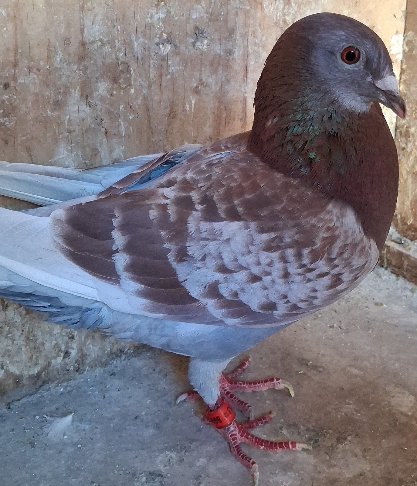 Postduif kweekdoffer, Dieren en Toebehoren, Vogels | Duiven, Mannelijk, Postduif
