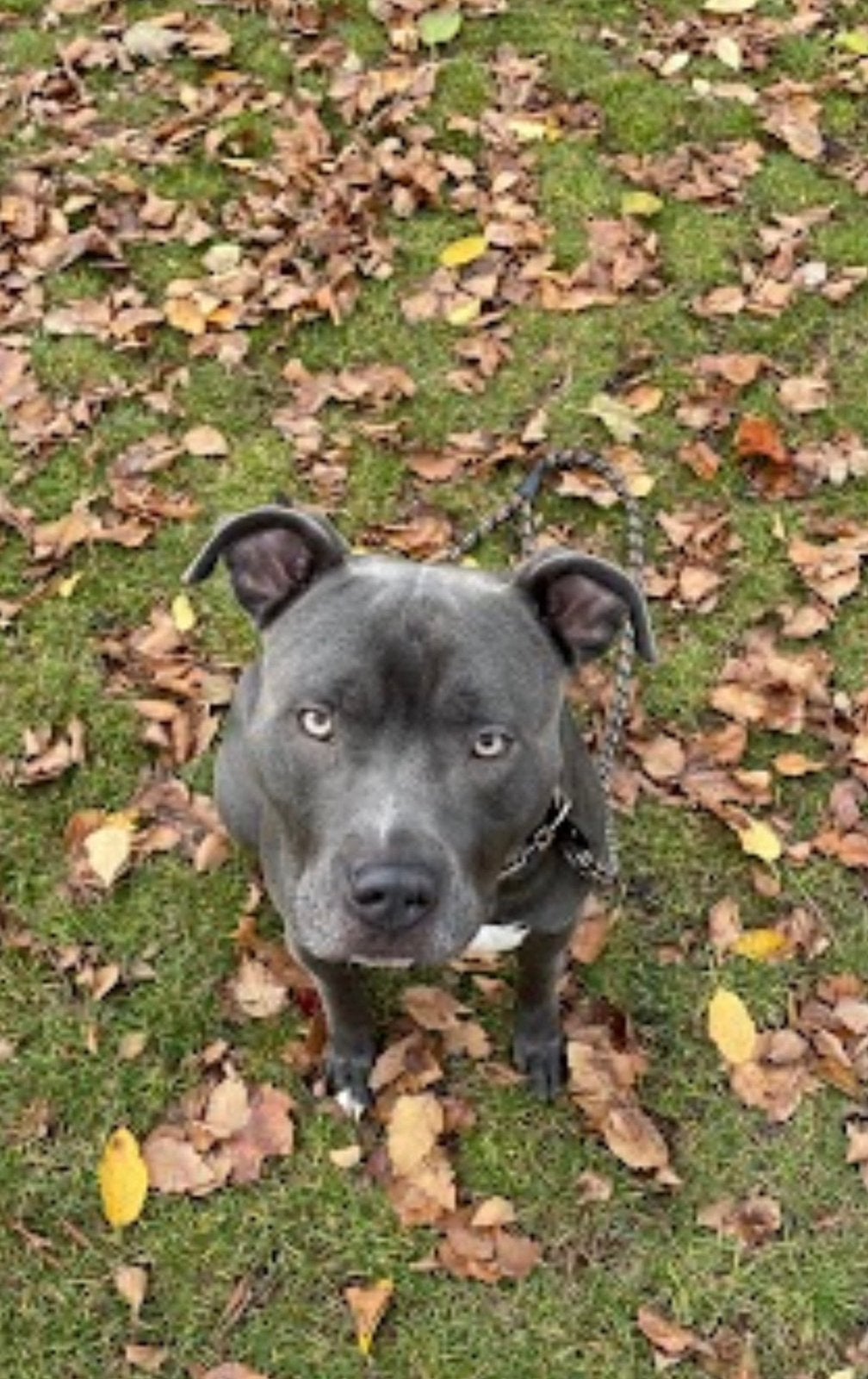 Bluenose pitbull, 6 jaar of ouder, België, Particulier, Parvo